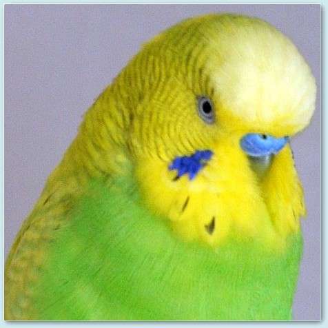 Budgies