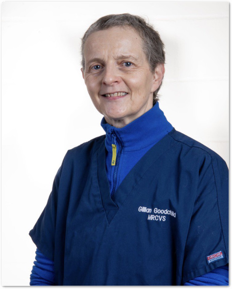 Gillian Goodchild Mrcvs